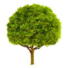 JTT HO 6cm OAK TREE (x2)